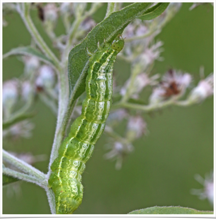 Chrysodeixis includens
Soybean Looper
Monroe County, Alabama Chrysodeixis includens
Soybean Looper
Monroe County, Alabama